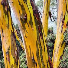 Eucalyptus subcrenulata (P12)