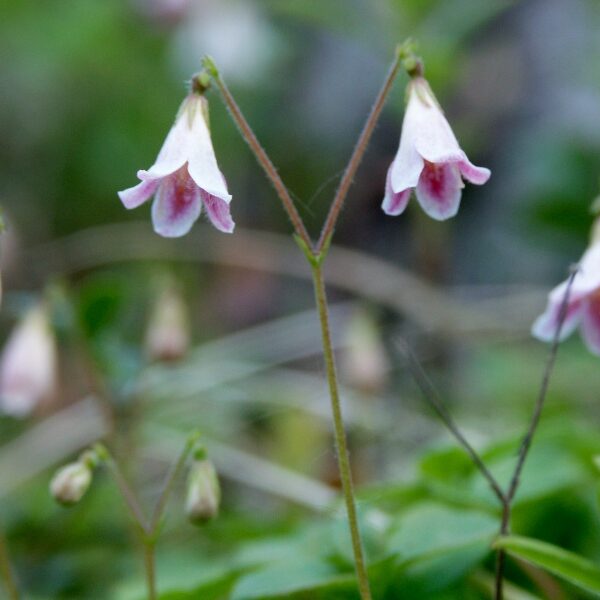 Linnaeus borealis