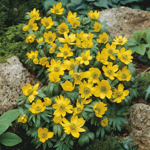 Eranthis hyemalis