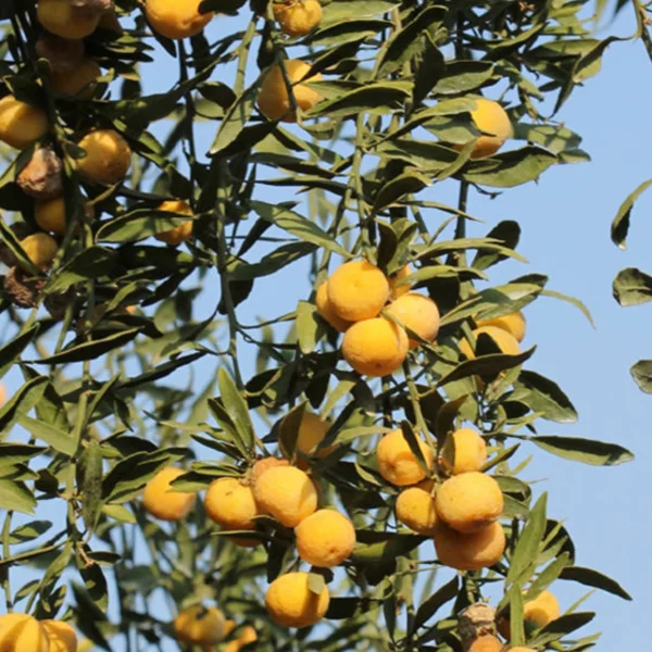 Citrus sinensis x glauca