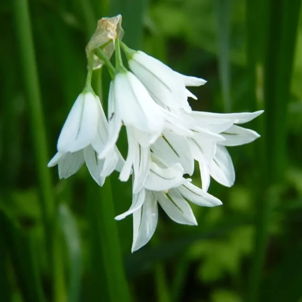 Allium triquetum