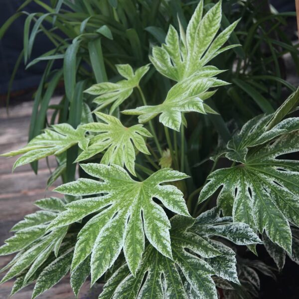 Fatsia japonica 'Spiders Web'