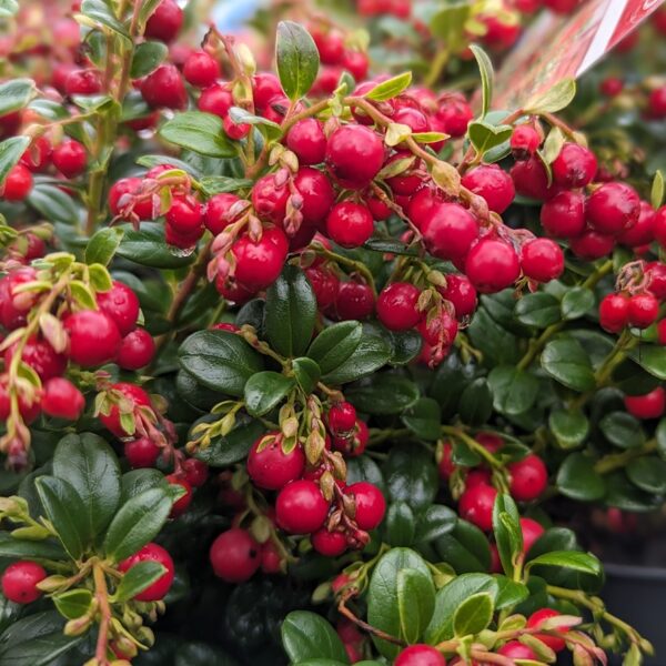 Vaccinium vitis-idaea 'Fireballs'