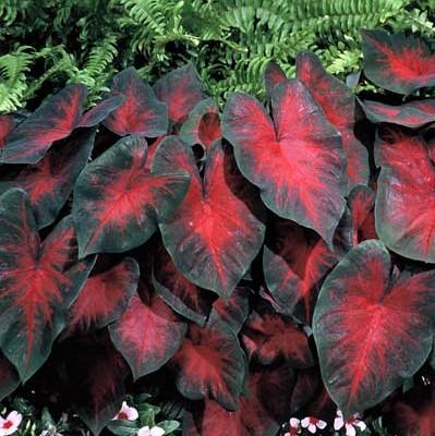 Caladium 'Postman Joyner'