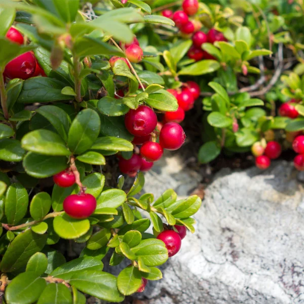 Vaccinium macro. 'Stevens'