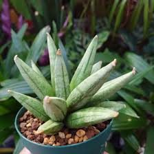 Sansevieria bon. 'Hedgehog'