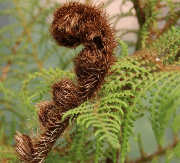 Cyathea tomentosissima