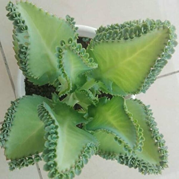 Kalanchoe laetivirens