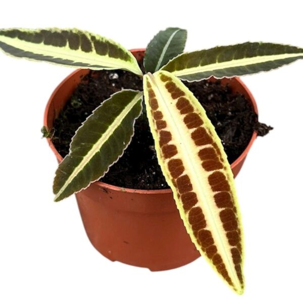 Labisia sp. 'Jabi Sunrise'