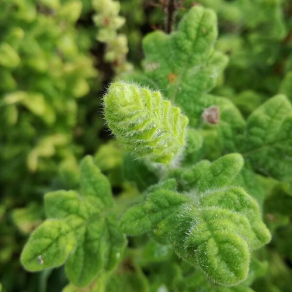 Plectranthus venteri