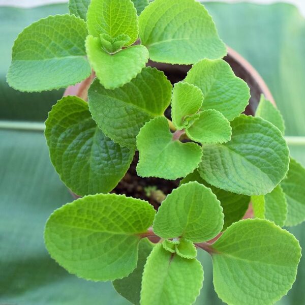 Plectranthus amboinicus