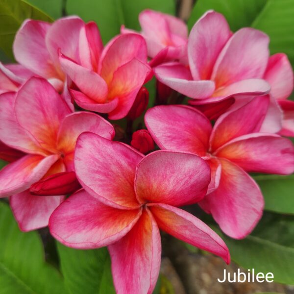 Plumeria rubra 'Jubilee'