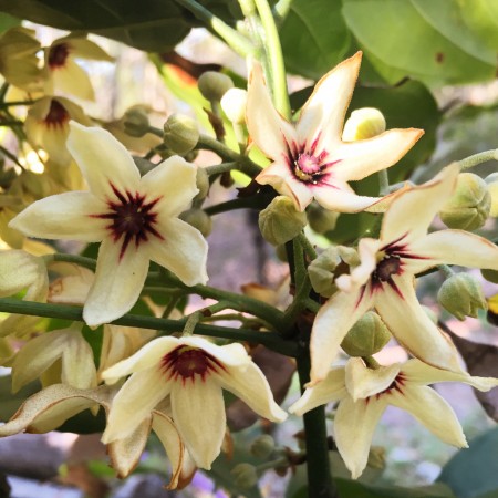 Cola nitida