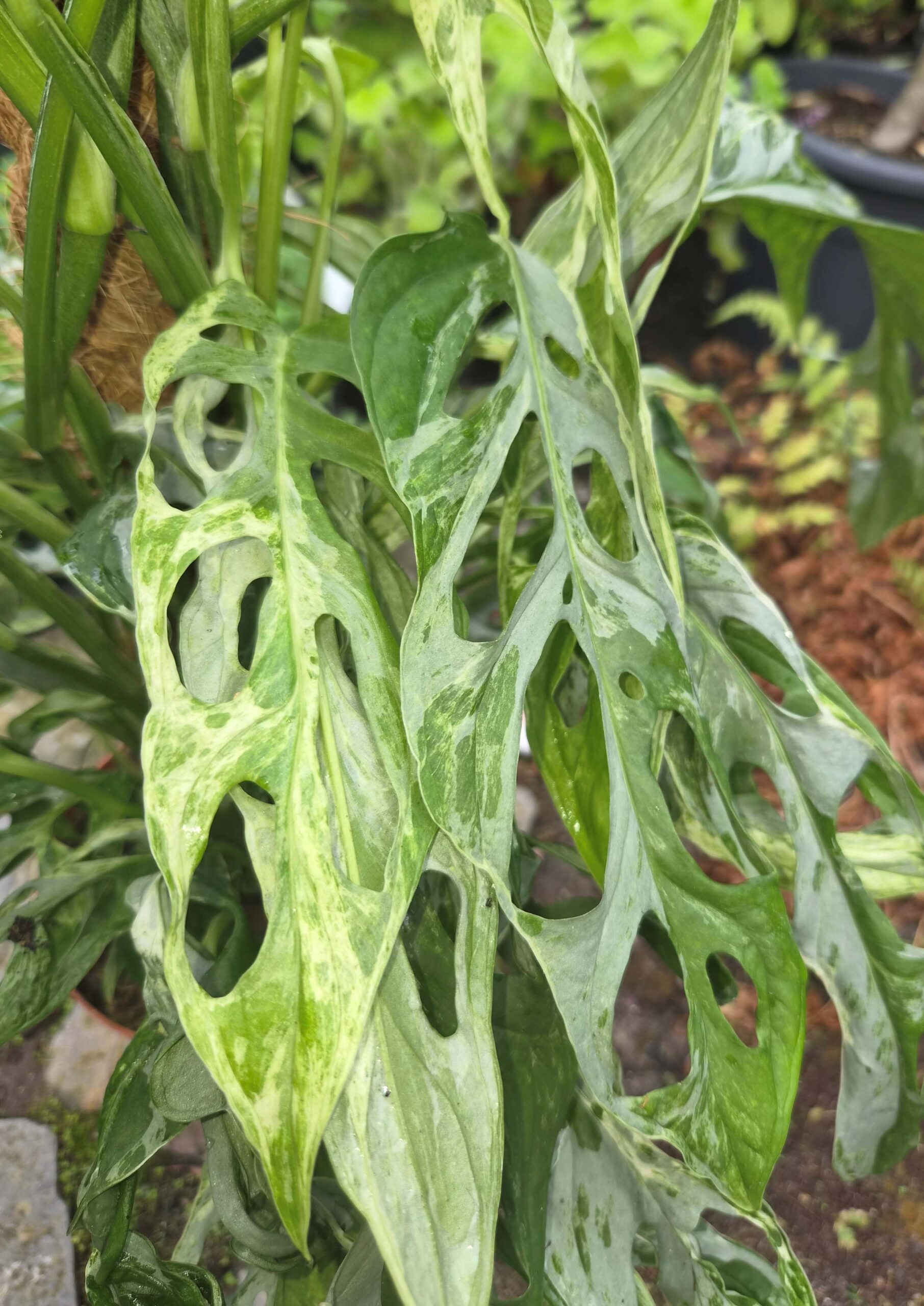 Monstera 'Indonesian Marble'