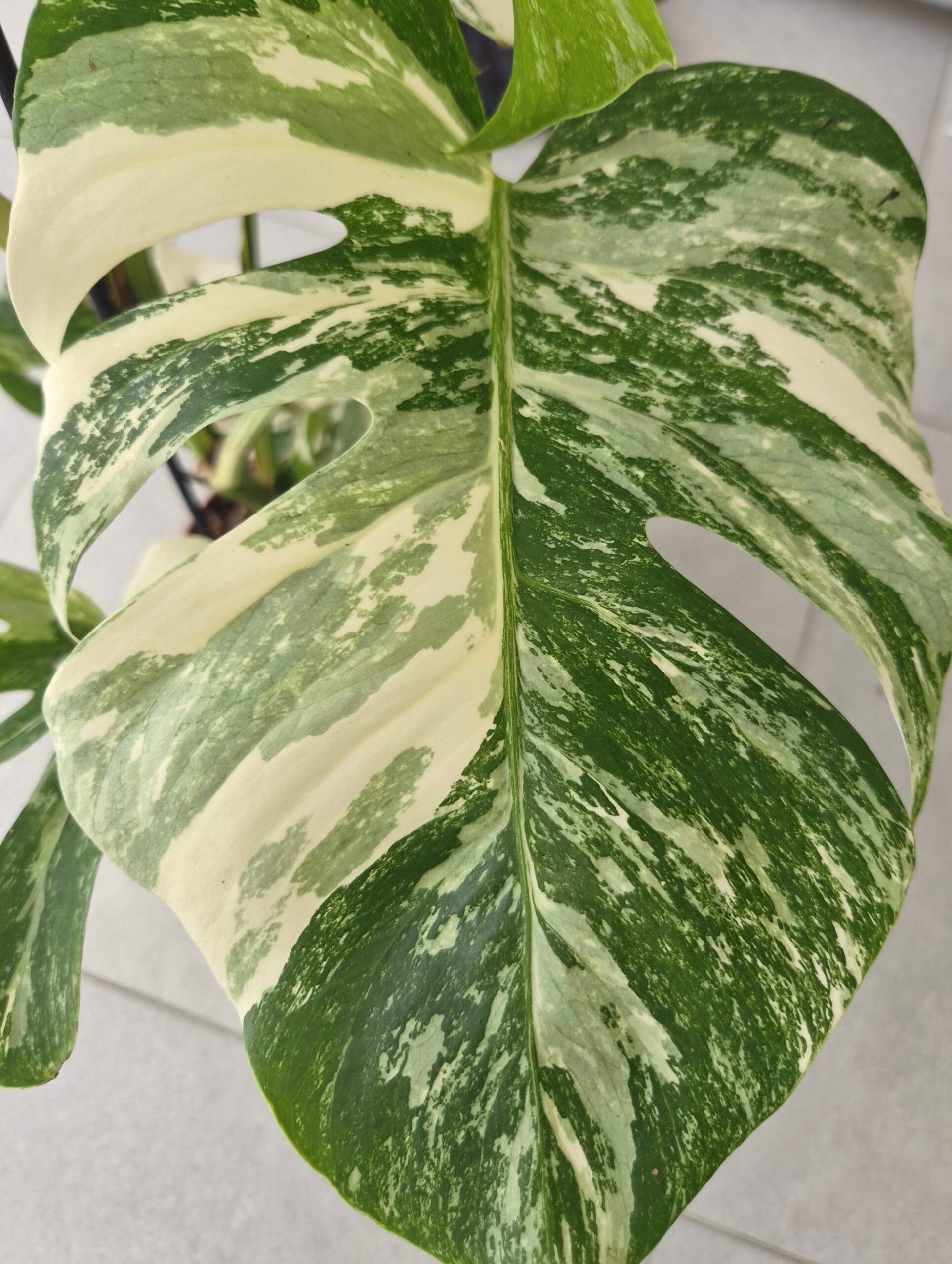 Monstera deliciosa variegata